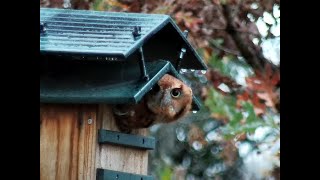 Live from the Owl Box [upl. by Ahsiemaj]