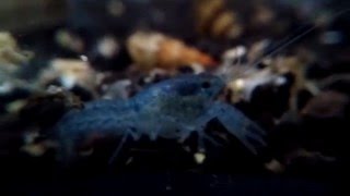 Dwarf Blue Crayfish  Cambarellus Diminutus quotLeast Crayfishquot [upl. by Savvas981]