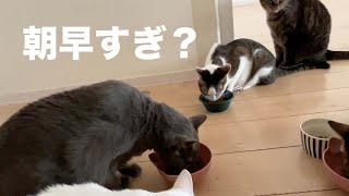 朝ご飯早すぎかな？何かを訴えかけてきます・・・【保護子猫】 [upl. by Esnofla]