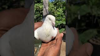 Kaldomkaldomকালদম কালদমকবুতর pigeon kaldumapigeon [upl. by Cryan]