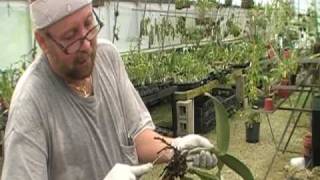 The Orchid Doctor  How to Replant an Orchid Part 1  orchidmania south florida [upl. by Yznyl]