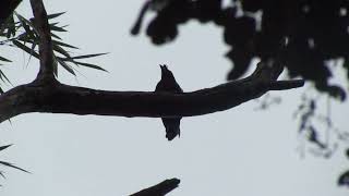 Racket tailed Drongo Parambikulam [upl. by Feliks]