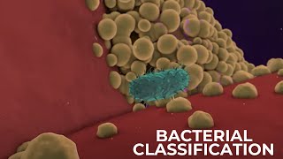 Classification of Bacteria on the basis of Respiration  Shapes amp Cell Wall Composition [upl. by Held915]