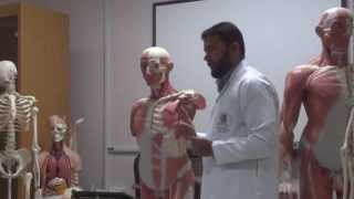 Clavicle and scapula amp pectoral region part 1 [upl. by Russel78]