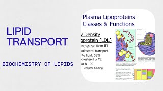 Biochemistry  Lipid Transport  Lipoproteins  Apolipoproteins [upl. by Leis]