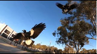 DUAL MAGPIE AERIAL ASSUALT  STRAYA M8 [upl. by Josee]