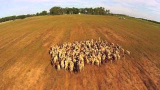 Goats from a Birds View [upl. by Leander227]