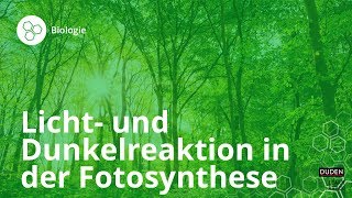 Licht und Dunkelreaktion in der Fotosynthese – Biologie  Duden Learnattack [upl. by Notluf758]