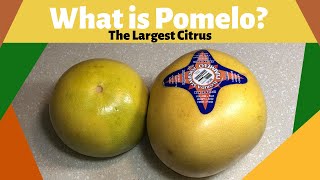 What is Pomelo PummeloThe Largest Citrus [upl. by Babette]