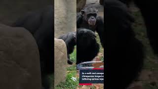 Chimpanzee Attack at a Wildlife Sanctuary [upl. by Sadowski210]