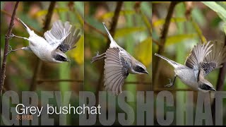 Grey bushchat 灰林䳭 [upl. by Attekal]