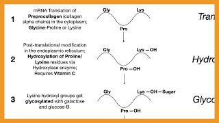 Collagen Synthesis [upl. by Quar]