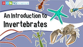 An Introduction to Invertebrates [upl. by Abagail]