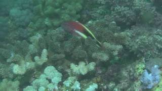 Freckled Hawkfish Paracirrhites forsteri [upl. by Sephira]