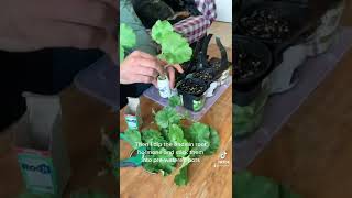 Geranium care and propagation Make new geraniums from cuttings for free [upl. by Brandy974]