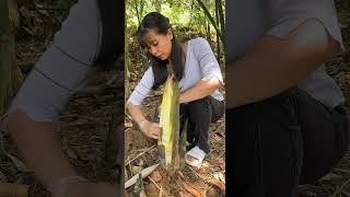 The original ecology of the mountains bambooshoots [upl. by Adiarf]