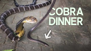 SNAKE VS SNAKE  KING COBRA FEEDING WITH CHRISWEEET [upl. by Nnaeerb]