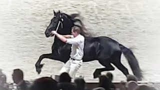 Championship older studbook stallions Who do you think is the Champion of these Friesian Horses [upl. by Isadore676]