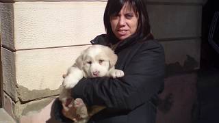 MASTÃN DEL PIRINEO Excelente RazaðŸ¼ðŸ¶ [upl. by Weismann]