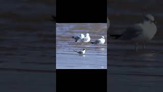 Arctic Tern in Oklahoma birds wildlife nature birdwatching nikonwildlife nikonwildlife [upl. by Arihsat]