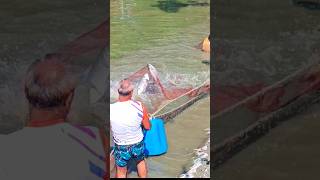 Katal and silver carp fish running in water pond fish bigfish shortsvideo fishpond [upl. by Kcirttap895]