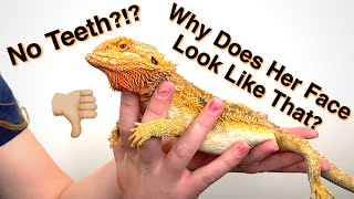 My Bearded Dragon Has Metabolic Bone Disease [upl. by Jecon]