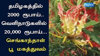 மகத்துவம் தெரியமால் போன செங்காந்தாள் பூவின் மருத்துவம்  Senganthal Flower [upl. by O'Donoghue446]