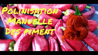 comment polliniser manuellement les piments poivrons pour réussir 100 sa culture🌶️🌶️ [upl. by Elkraps]