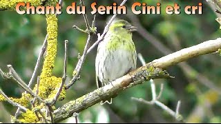 Chant du SERIN CINI et cri du TARIN des AULNES [upl. by Mian]