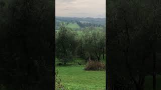 A rooster in Tuscany [upl. by Enahc]