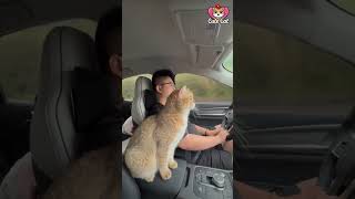 Funny cat videos cats catshorts [upl. by Derwin927]