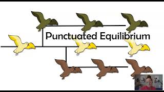 Gradualism vs Punctuated Equilibrium AP Biology Topic 710 [upl. by Tice188]