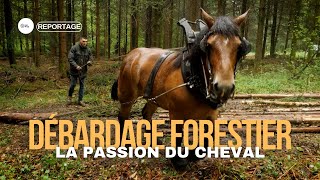 DÉBARDAGE À CHEVAL UNE MÉTHODE ANCESTRALE POUR UNE FORÊT DURABLE [upl. by Hulda]