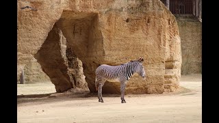 Bioparc Zoo DouélaFontaine 2020 [upl. by Grieve]