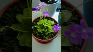 pinguicula butterworts carnivorousplants plants icesworld viralvideo subscribe shortviral [upl. by Kaule]