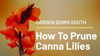 How To Prune Canna Lilies [upl. by Eniamat]