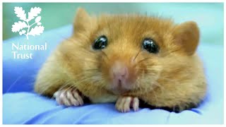 Bringing rare dormice back to Calke Abbey in Derbyshire [upl. by Esidnac]