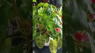 Philodendron plants gardening [upl. by Soble]