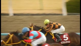 競馬2018京都記念クリンチャー 重馬場の鬼誕生か？20180211 [upl. by Gilleod]