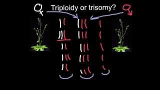 Triploidy or Trisomy what is the difference [upl. by Shevlo]