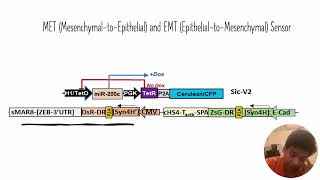 EpithelialtoMesenchymal EMT and MesenchymaltoEpithelial MET Sensor Code 387 [upl. by Avla]