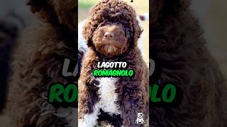 3 Fun Facts About The Lagotto Romagnolo Dog shorts dogfacts dogbreed lagottoromagnolo [upl. by Ervine]