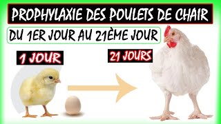 Prophylaxie des poulets de chair Programme du 1er jusquau 21 ème jourceaservices5692 [upl. by Isador386]