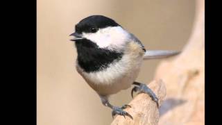 Sounds of a BlackCapped Chickadee [upl. by Anialram]