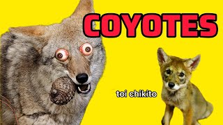 Depredador infravalorado los coyotes [upl. by Yrokcaz]