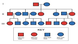 Pedigree Part 1  Mrs Biology [upl. by Lopez38]