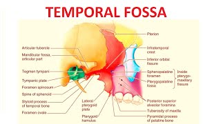 Temporal Fossa [upl. by Desmond935]