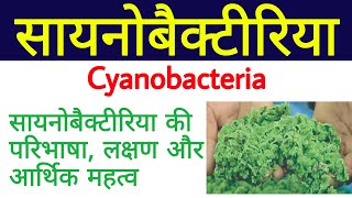 सायनोबैक्टीरिया  cyanobacteria in hindi  blue green algae  about cyanobacteria  नील हरित शैवाल [upl. by Nyleaj]