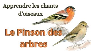 réup APPRENDRE LES CHANTS DOISEAUX  Le Pinson des arbres [upl. by Mckinney]