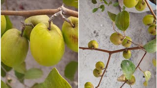 Apple Ber Jujube Fruit Tree  Kul Gach  Boroi tree on Roof [upl. by Airolg590]